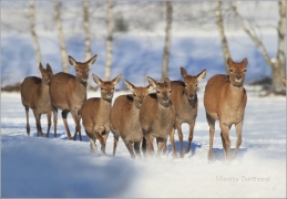 <p>JELEN LESNÍ (Cervus elaphus) obora /Red deer - Rothirsch/</p>